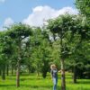 Koningslinde | Leivorm