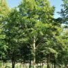 Krimlinde | Hoogstam