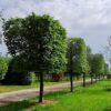 Haagbeuk | Blokvorm