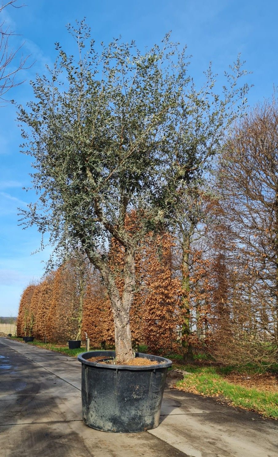 Kurkeik | Hoogstam