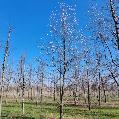 Japanse magnolia | Laagstam