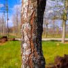 Lampionboom | Hoogstam