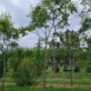 Lampionboom | Hoogstam