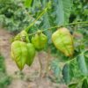 Lampionboom | Hoogstam