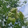 Lampionboom | Hoogstam