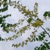 Lampionboom | Hoogstam