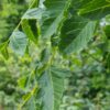 Lampionboom | Hoogstam