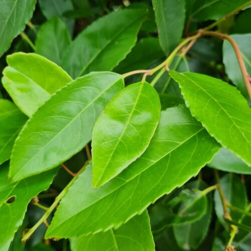 Laurierkers 'Rotundifolia' | Struikvorm