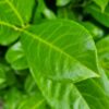Laurierkers 'Rotundifolia' | Struikvorm