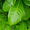 Laurierkers 'Rotundifolia' | Struikvorm