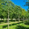 Moeraseik | Leivorm