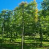 Moeraseik | Leivorm