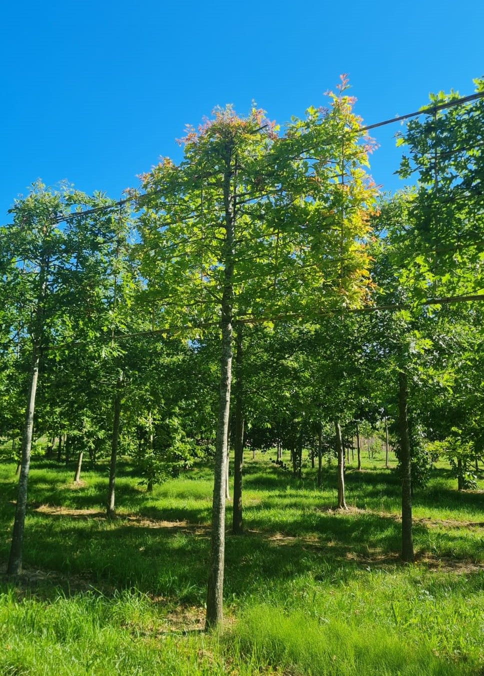 Moeraseik | Leivorm