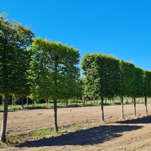 Haagbeuk | Schermvorm