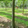 Haagbeuk | Schermvorm