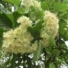 Zweedse lijsterbes | Hoogstam