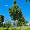 Zweedse lijsterbes | Hoogstam