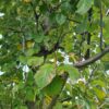 Zweedse lijsterbes | Hoogstam