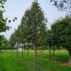 Zweedse lijsterbes | Hoogstam