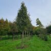 Zweedse lijsterbes | Hoogstam
