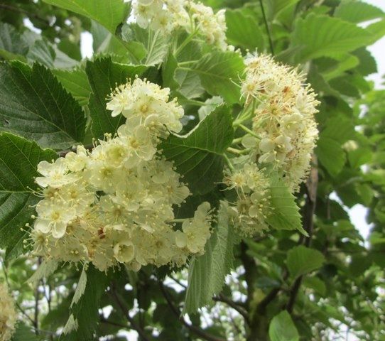 Zweedse lijsterbes | Hoogstam