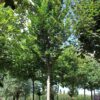 Iep 'Lobel' | Hoogstam