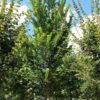 Iep 'Lobel' | Hoogstam
