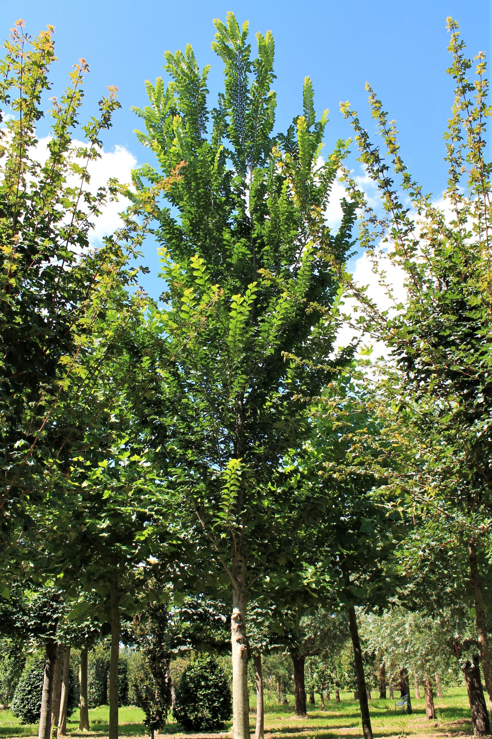 Iep ‘Lobel’ | Hoogstam