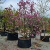 Magnolia 'Susan' | Meerstammig
