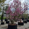 Magnolia 'Susan' | Meerstammig