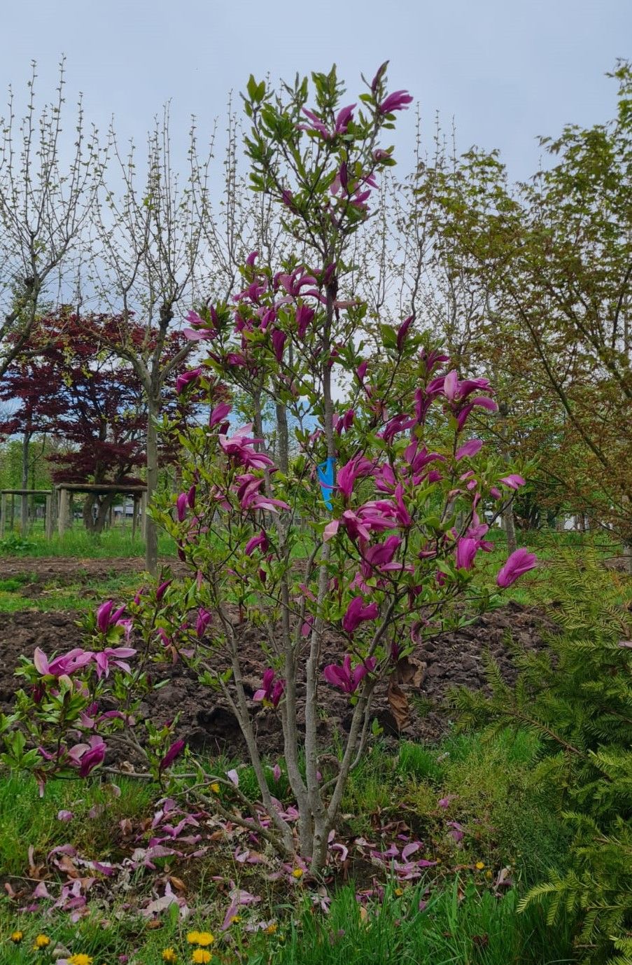 Magnolia 'Susan' | Meerstammig