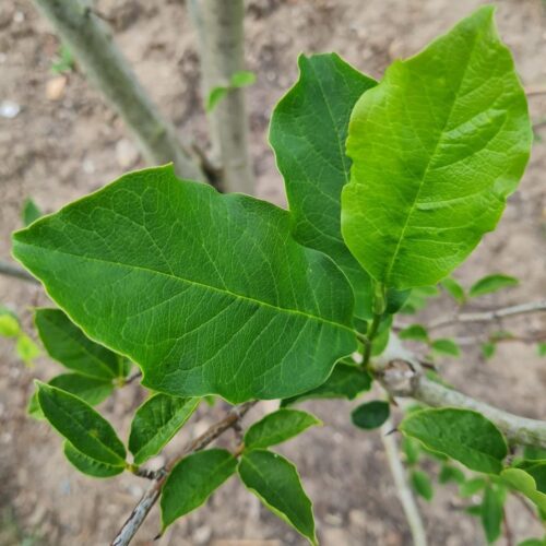 Magnolia 'Susan' | Meerstammig
