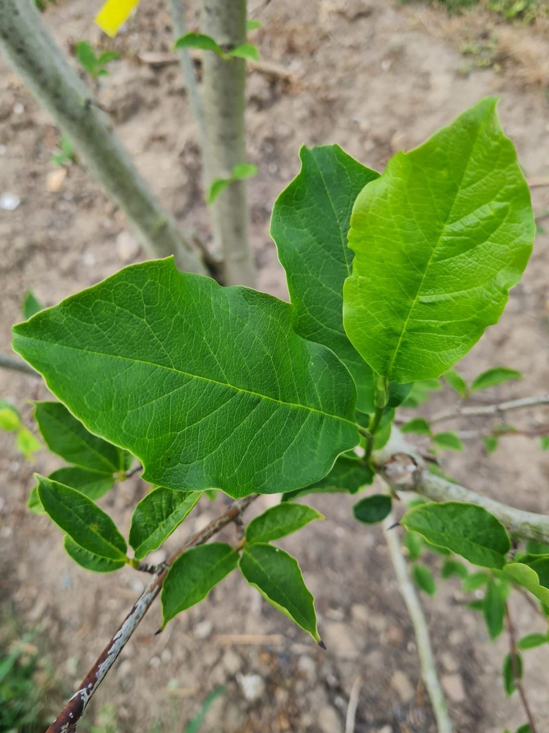 Magnolia 'Susan' | Meerstammig