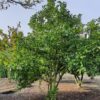 Magnolia 'Susan' | Meerstammig