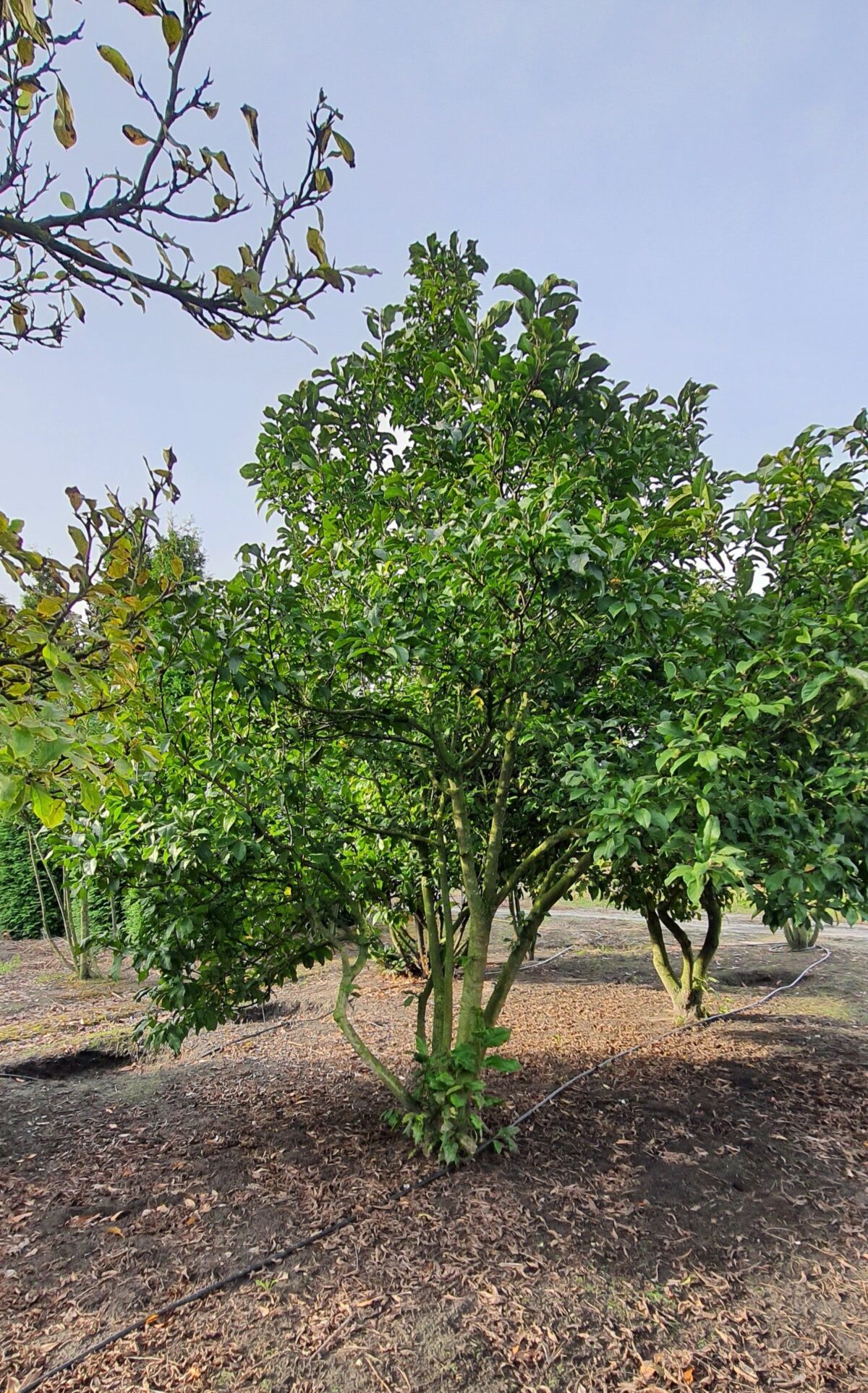 Magnolia 'Susan' | Meerstammig