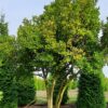 Magnolia 'Susan' | Meerstammig