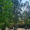 Amberboom | Meerstammig
