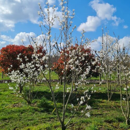 Japanse magnolia | Meerstammig
