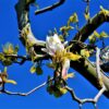 Japanse magnolia | Meerstammig