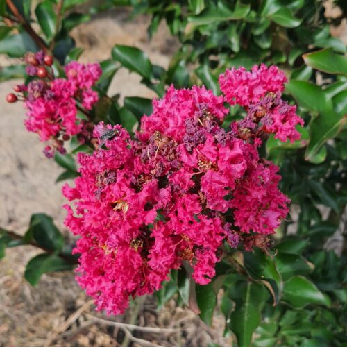 Rozerode Indische sering | Meerstammig
