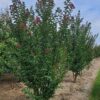 Roze Indische sering | Meerstammig