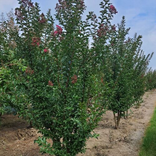 Roze Indische sering | Meerstammig