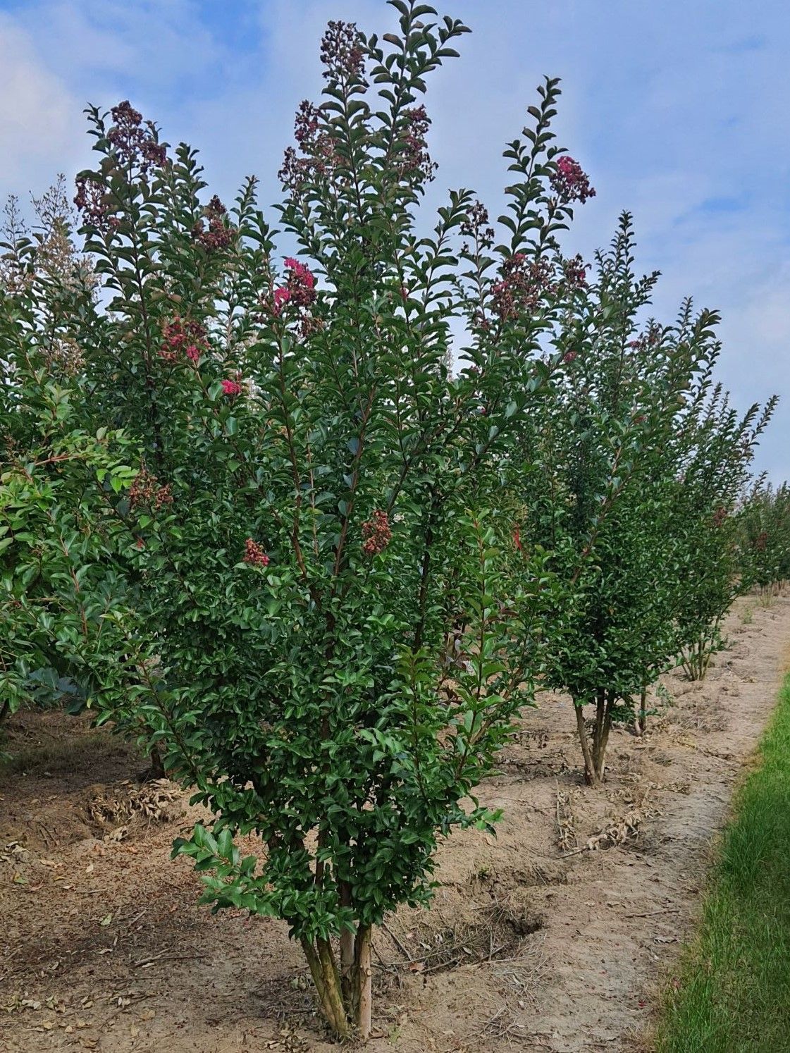 Roze Indische sering | Meerstammig