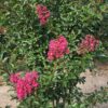 Rozerode Indische sering | Meerstammig