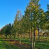 Winterlinde | Meerstammig