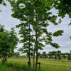 Witte paardenkastanje | Meerstammig