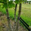 Witte paardenkastanje | Meerstammig