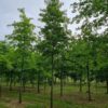 Moeraseik | Hoogstam