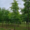 Moeraseik | Hoogstam