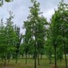 Moeraseik | Hoogstam